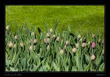 Keukenhof Hollandia 014